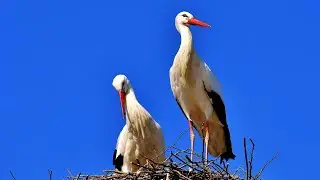 stork bird with nest and family | high flying of stork bird