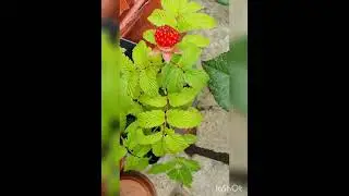 Sweet Ballon Berry. I get why it is known as a mix between a strawberry and raspberry.