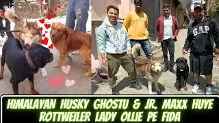 Himalayan Husky Ghostu, Max & Leo Aaj Mile Lady Ollie & Zoey Se: Ghostu & Max Huye Ollie Pe Fida