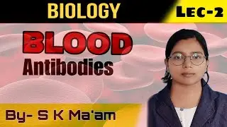 Blood || WBC || Agranulocyte || B-lymphocytes || Antibodies