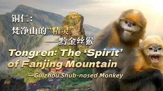 Tongren: The 'spirit' of Fanjing Mountain - Guizhou snub-nosed monkey