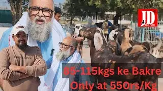 85-115 kg ke bakre at 550rs Per Kg | JD Goat Farm