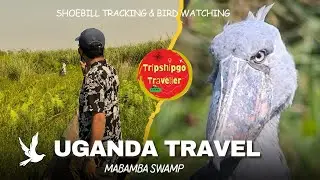 Shoebill tracking & bird watching | Mabamba Swamp | Entebe |  #ugandatravel #uganda