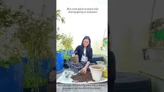 How to grow Bougainvillea #organicgardening