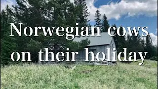 Norwegian cows on their holiday