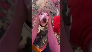 Когда у твоей собаки голова-яйцо #собаки #мем #бультерьер #мило #смешно