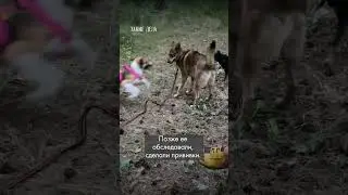 Блогер забрал собаку из путешествия к себе домой