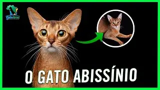 Abiss&iacute;nio: A Magia Desses Gatos em Detalhes!