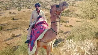 Rare And Beautiful Camel Photos | You Must See 🙈🐪📷🐫🐪
