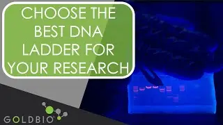 How to Choose the Best Goldbio DNA Ladder for Your Research