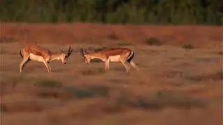 Goitered gazelle or Black-Tailed Gazelle
