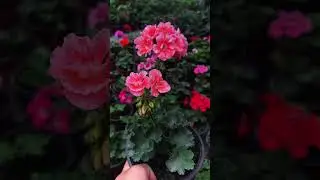 Geranium a bright and colorful blooms that bring life to gardens at home. lovers.#GeraniumPH