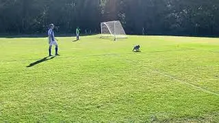 Soccer Game Halts as Koala Carrying Joey on Its Back Crosses Field