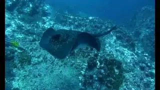Faune aquatique &agrave; Cocos (2010).avi