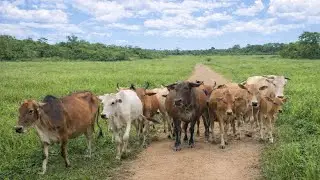 Mengiring puluhan sapi lembu jinak di desa berlarian menuruni hutan dari desa menuju rumput hijau.