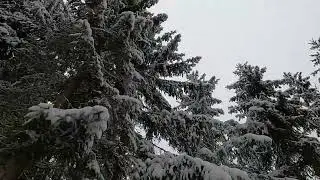 ASMR Virtual Winter Hike | Walking through a Snow Forest | Crunching Snow, Soft Wind & Creek Sounds