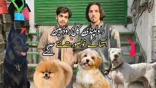 Rawalpindi College Road | Beautiful Dogs Shop In 2025 | Shahzain Animals Vlogs