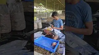 oyster mushroom 🍄 #farming #shortvideo #mushroomcultivation #agriculture #viralshorts
