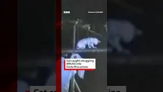 Cat caught smuggling drugs into Costa Rica prison. #CostaRica #BBCNews