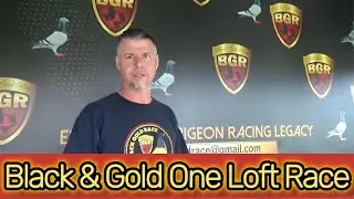 Racing Pigeons - Black & Gold One Loft Race (Loft Tour & Interview)