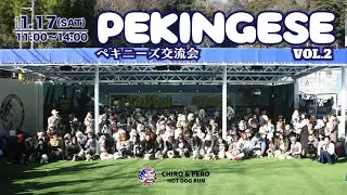 【PEKINGESE】2026.1/17(sat) ペキニーズ交流会