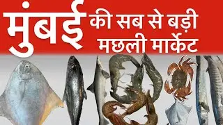 	मुंबई की सबसे सस्ती और बड़ी मछली मार्केट Crawford Market Fish Market #amjadfishshop#vlog#viralvideo