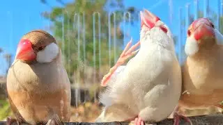 Java sparrows sing sweet song and feel so relaxed and in good mood. Java sparrows singing sound. 