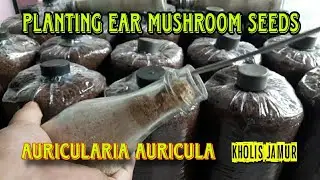 MENANAM BIBIT JAMUR KUPING