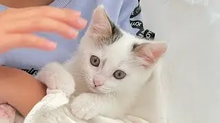 新しいおともだち 保護猫ちゃん2ヶ月