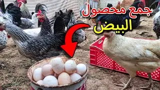 جمع محصول بيض الدجاج 🐓 تربية الدجاج البياض 🐣