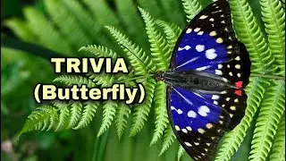 Trivia about butterfly
