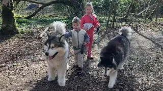 Adorable Kids Walk Their Giant Huskies! (Cutest Ever!!)