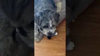NORMAN the Dog PLAYS HARD !!!