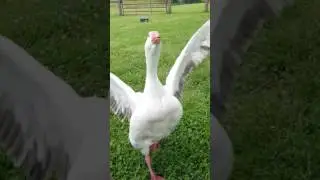 Une oie accourt pour un c&acirc;lin