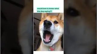 What does the shiba say?