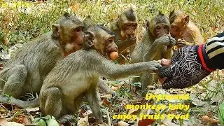 Truly bless to see poor orphaned monkeys baby Copper so happy and his buddies enjoy fruits serving