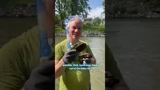 Mussel Monitoring in the Huron River