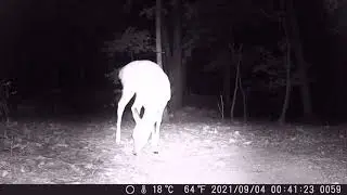 Cain cam 210904 Deer & fox