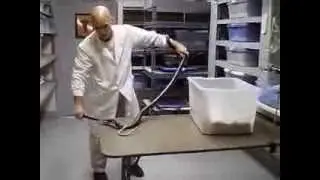 Venomous snake extraction Blooper, Forest cobra Naja melanoleuca