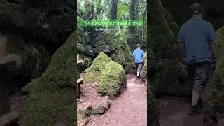 Ancient Woodland in Forest of Dean, UK #relax #puzzlewood #uk #places #placestovisit #naturalscenery