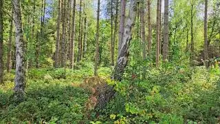 a walk through the woods in blidworth Mansfield Nottinghamshire