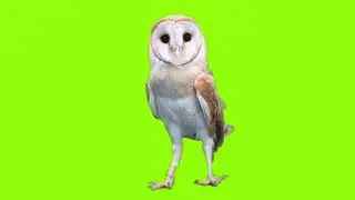 Owl green screen video//owl green screen effect//please subscribe my YouTube channel 🙏