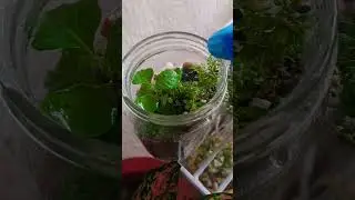 #Every season has an expiry date#mini terrarium misting#terrarium in a glass jar#trending#gsrdening