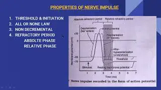 RESTING POTENTIAL, ACTION POTENTIAL  - 3