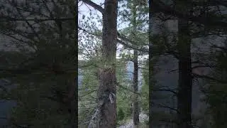 Views along Cathedral Rock Hiking Trail Mount Charleston, Nevada