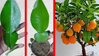 How to grow malta tree from cuttings and gifting, সহজ পদ্ধতিতে মাল্টা এবং অরেঞ্জ কাটিং চারা তৈরি।