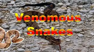 Venomous Snakes of Missouri