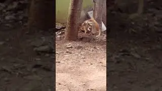 scary cats face 😆😺