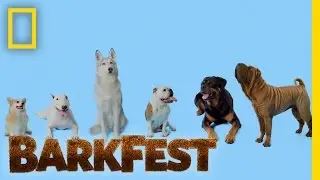 Dogs of All Sizes | BarkFest