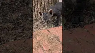 Funny Little Alien Kitten 😻